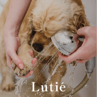 ＠lutie_dog