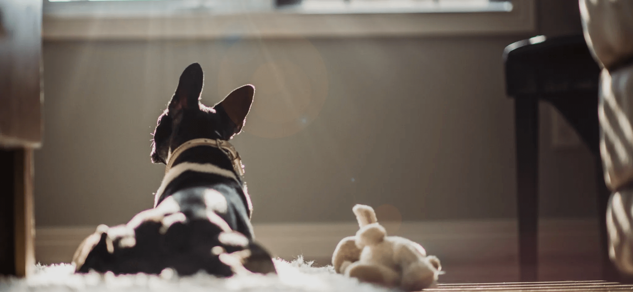 愛犬との幸せな暮らしを創るブランドLutie
