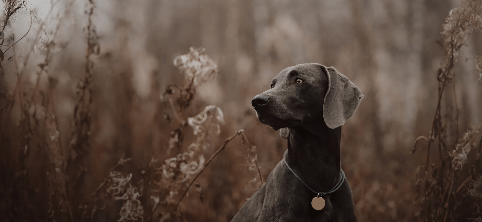 愛犬との理想の暮らしを叶えるブランドLutie