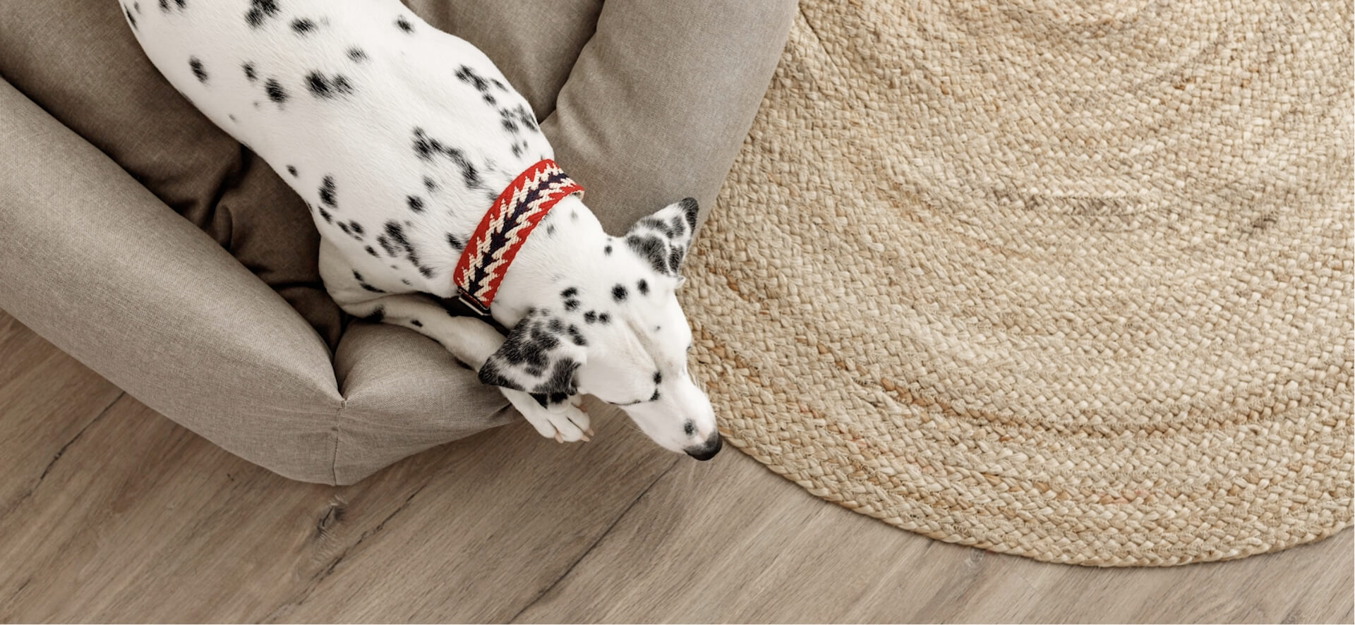 愛犬との幸せな暮らしを創るブランドLutie