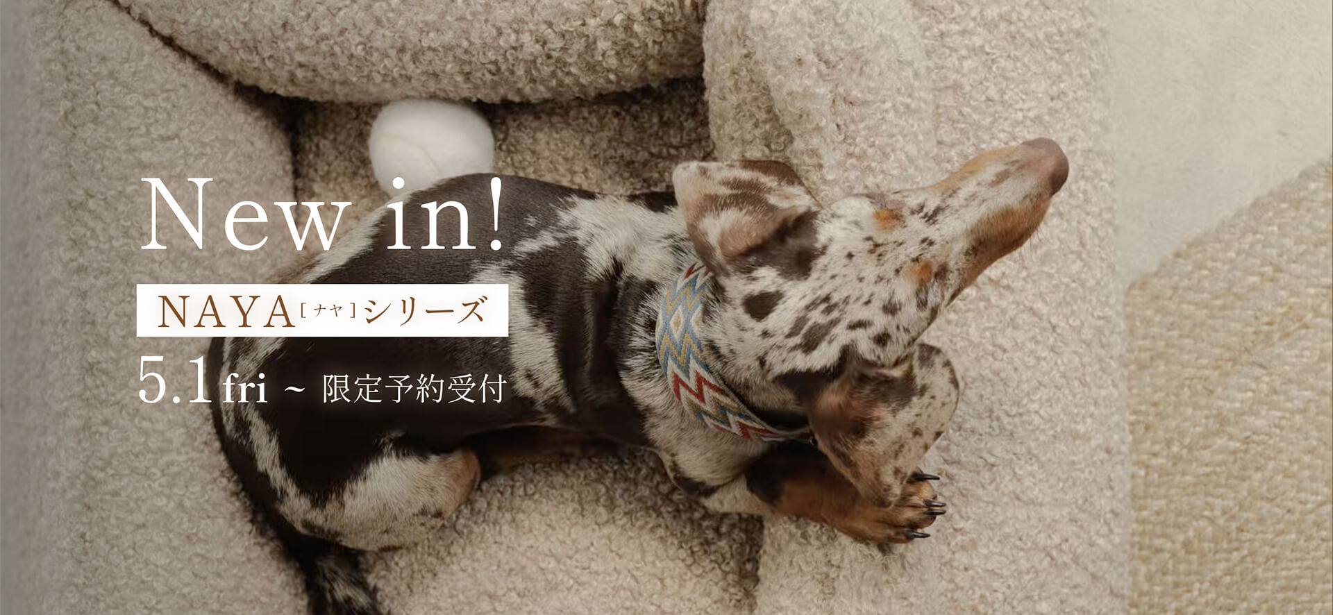 Buddys dogwear(バディーズ・ドッグウェア) NAYA（ナヤ）シリーズ 5月より限定予約受付開始 | 愛犬のオシャレなグッズならLutie