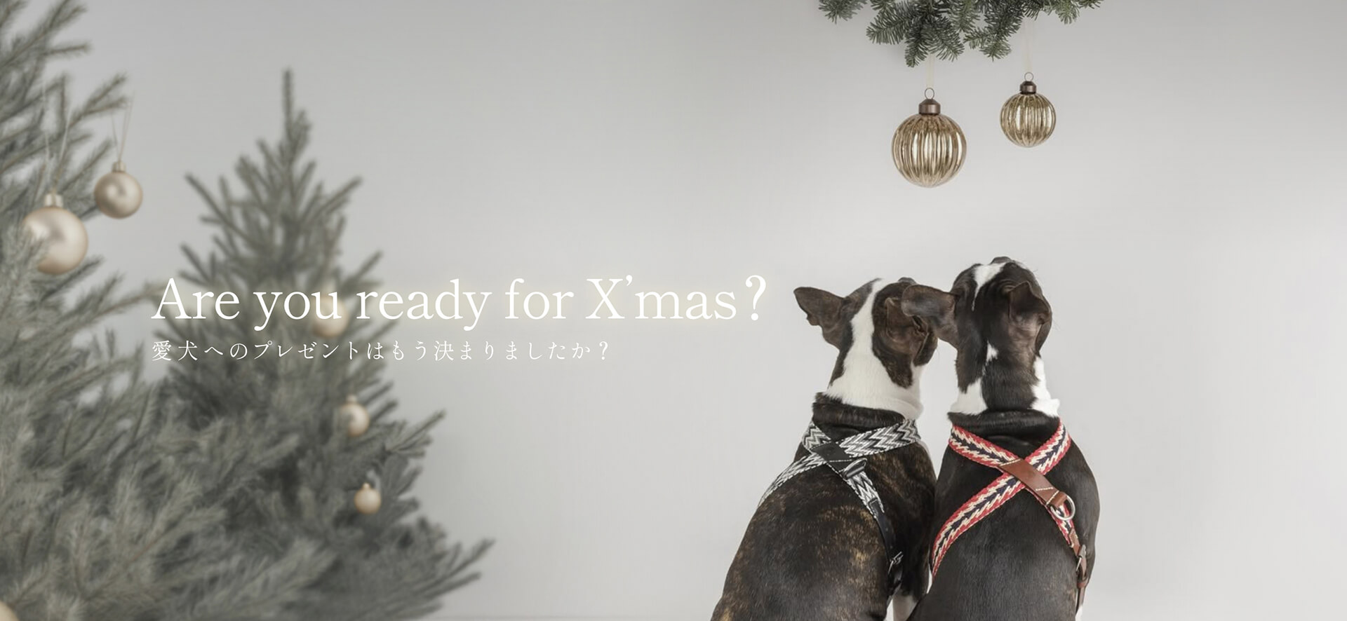 Buddys dogwear(バディーズ・ドッグウェア) | 愛犬へのクリスマスプレゼントならLutie