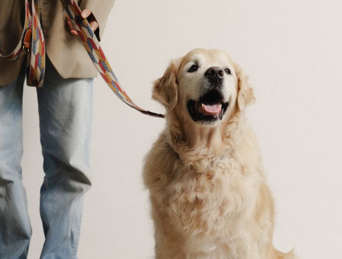 Buddys dogwearのIndian（インディアン）の装着イメージ