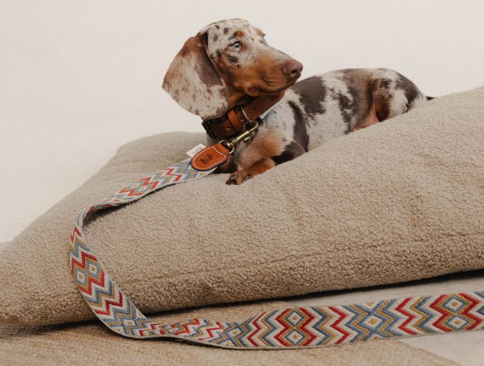 Buddys dogwearのIndian（インディアン）の装着イメージ