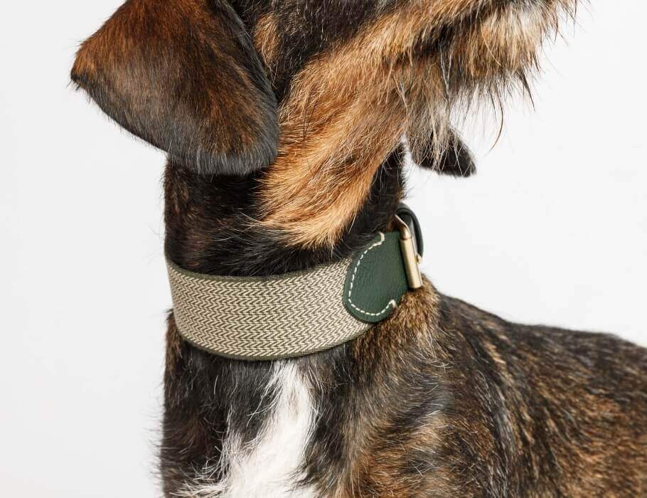 Buddys dogwearのJames（ジェームス）の装着イメージ